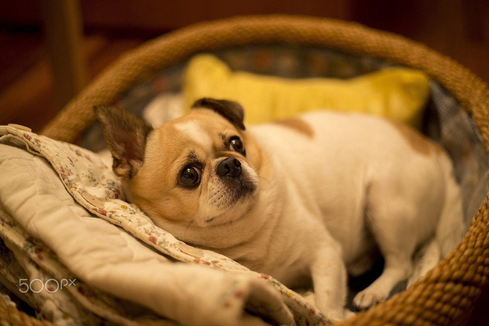 Canon EOS-1D X sample photo. Dog photography