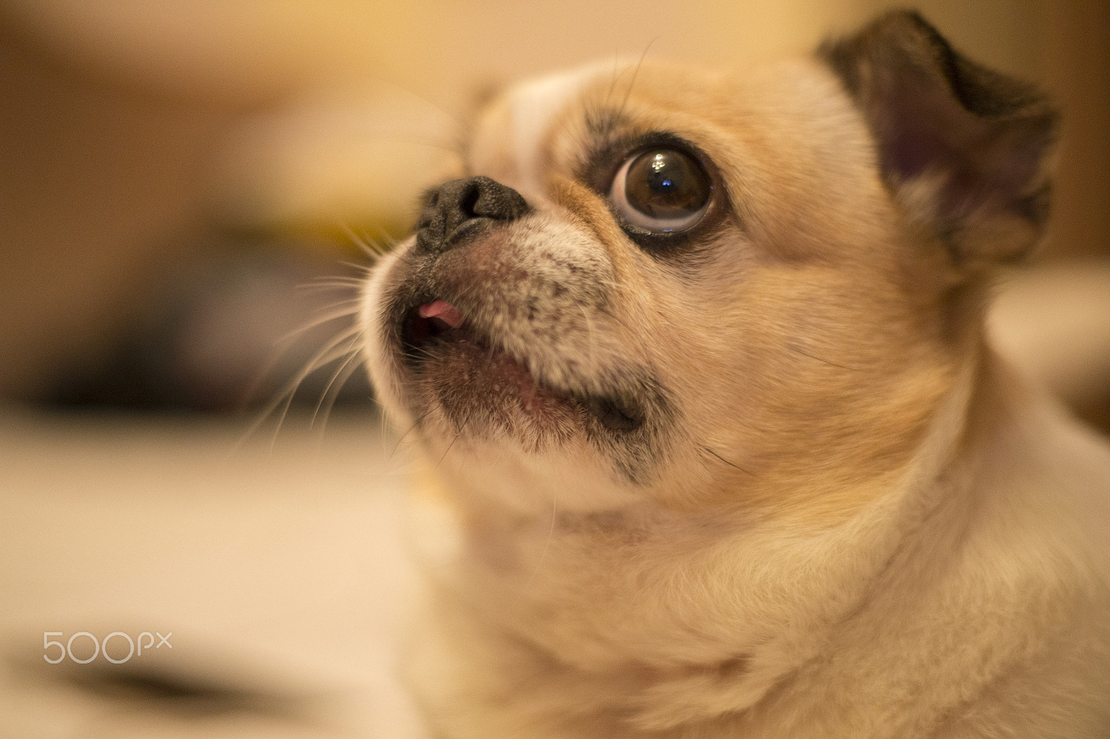 Canon EOS-1D X sample photo. Dog photography