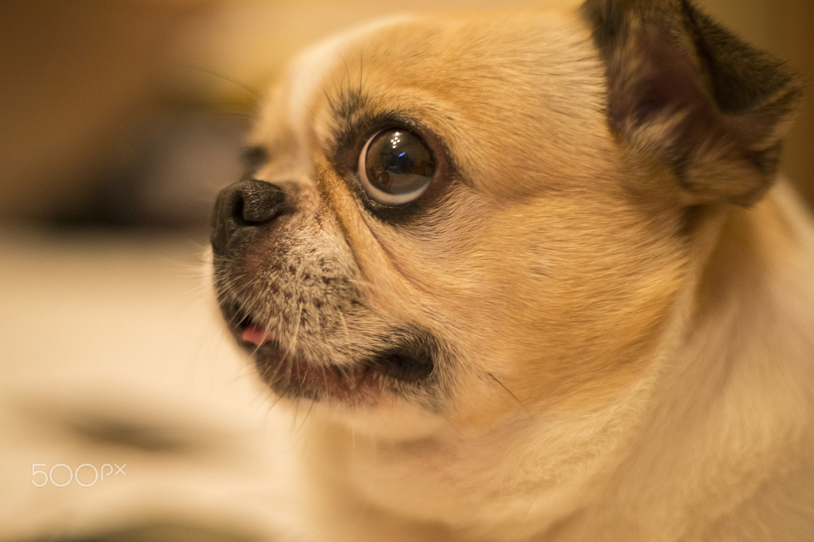Canon EOS-1D X sample photo. Dog photography
