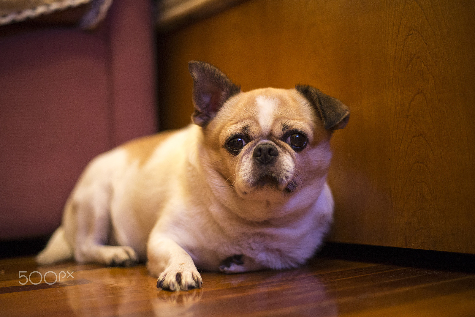 Canon EOS-1D X + Canon EF 50mm F1.8 STM sample photo. Dog photography