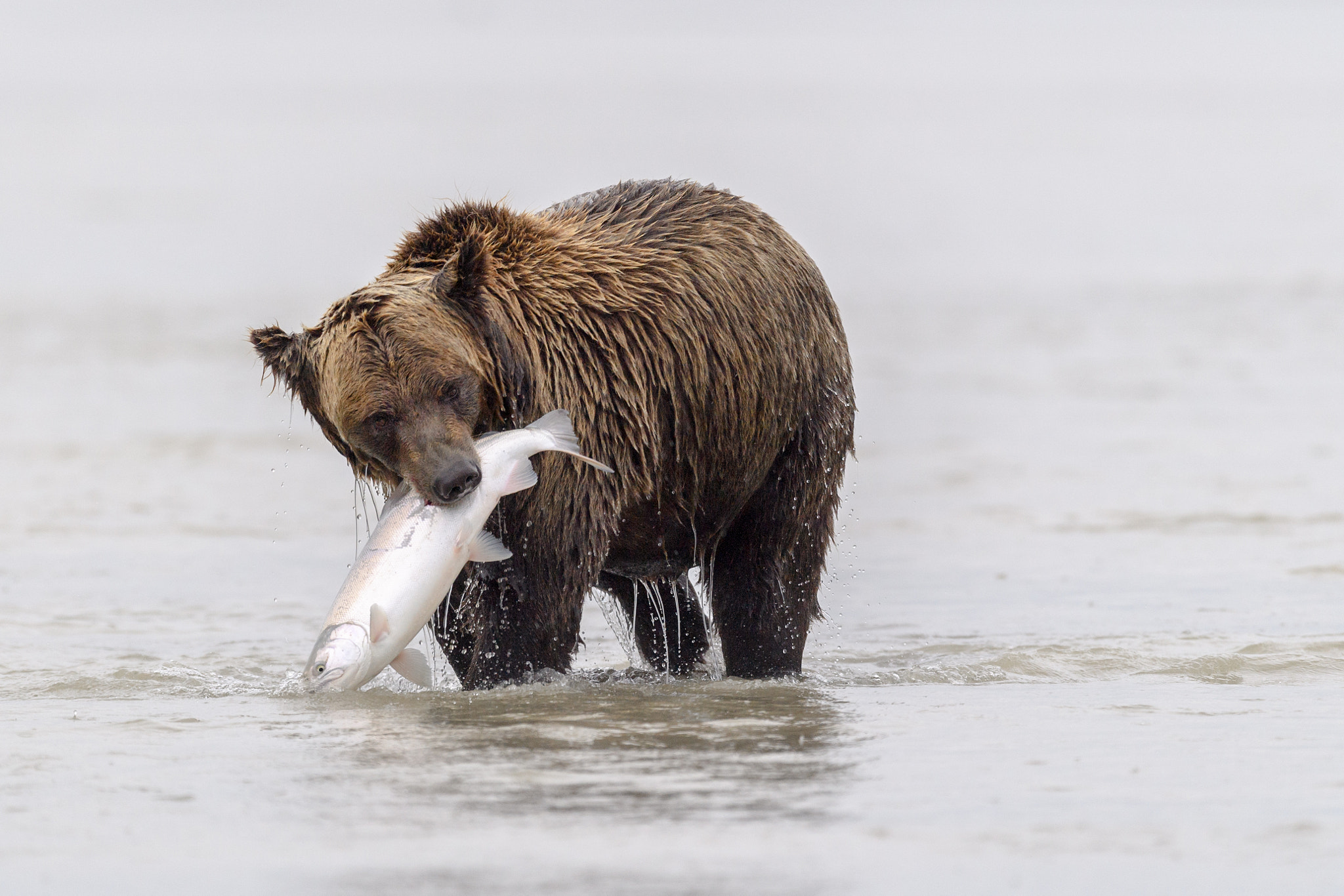 Nikon D5 + Nikon AF-S Nikkor 500mm F4G ED VR sample photo. Good fisherbear photography