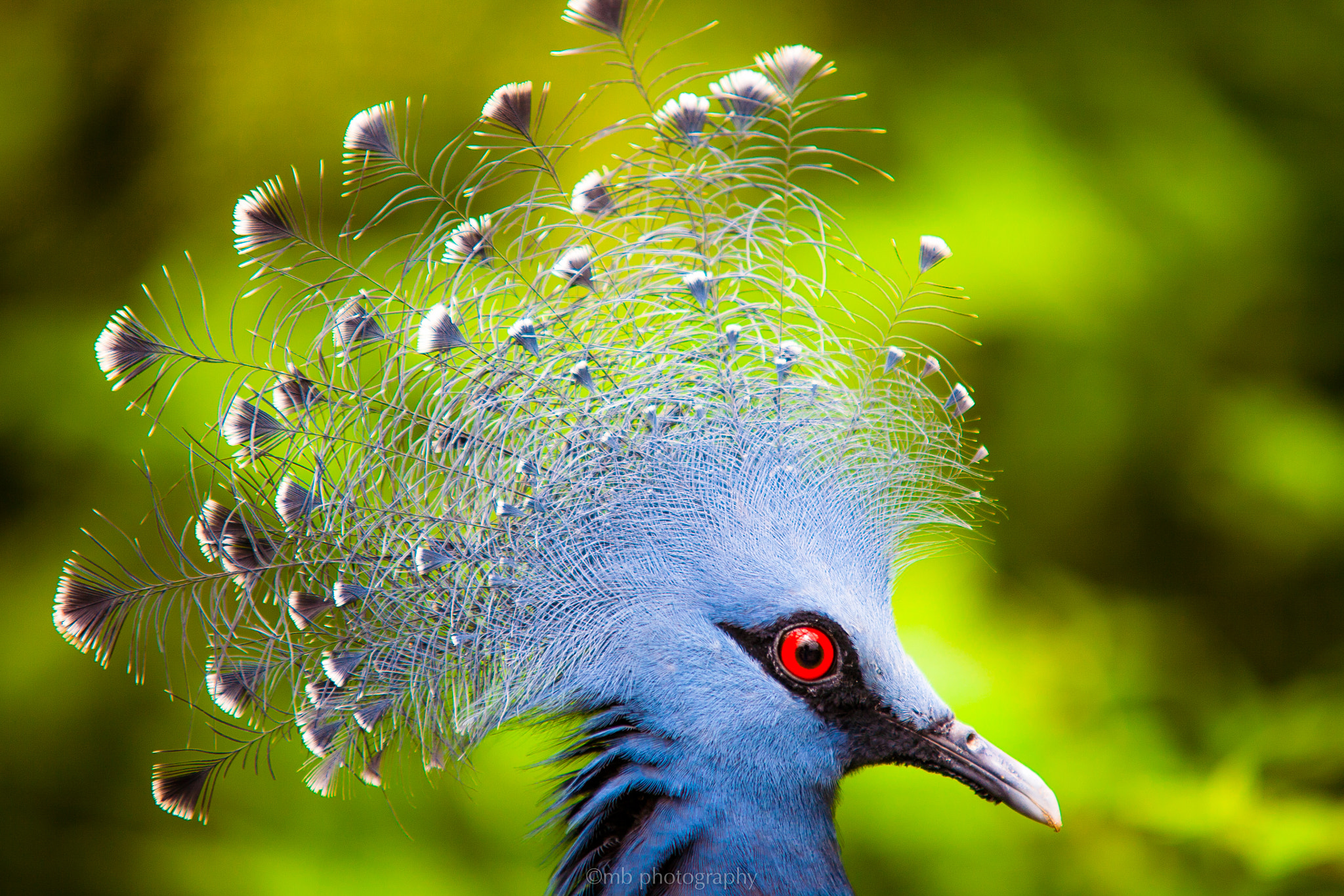 Canon EOS 5D + Sigma 70-200mm F2.8 EX DG OS HSM sample photo. Victorian crowned pigeon photography
