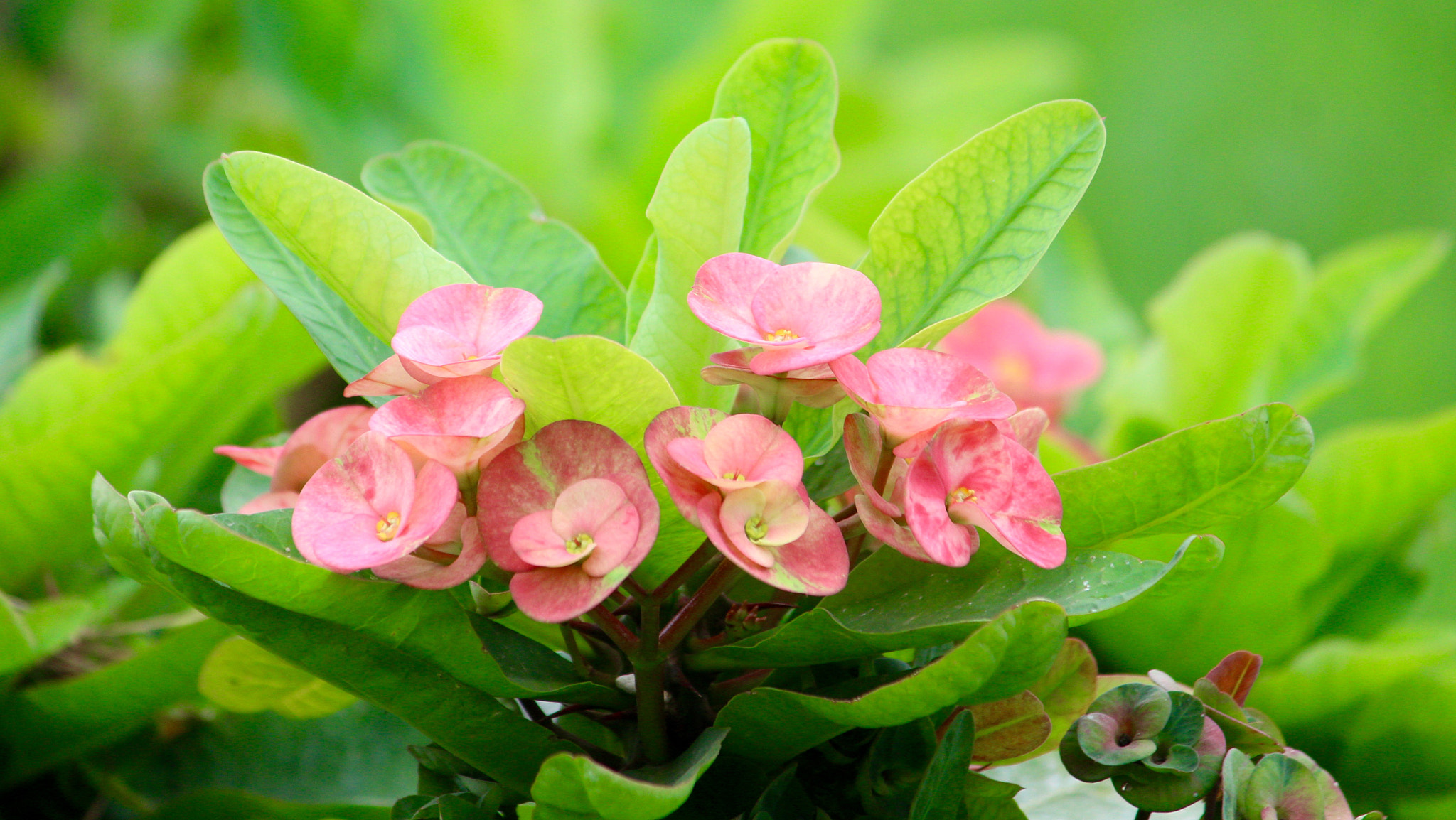 Canon EF-S 55-250mm F4-5.6 IS II sample photo. Natural beauty photography