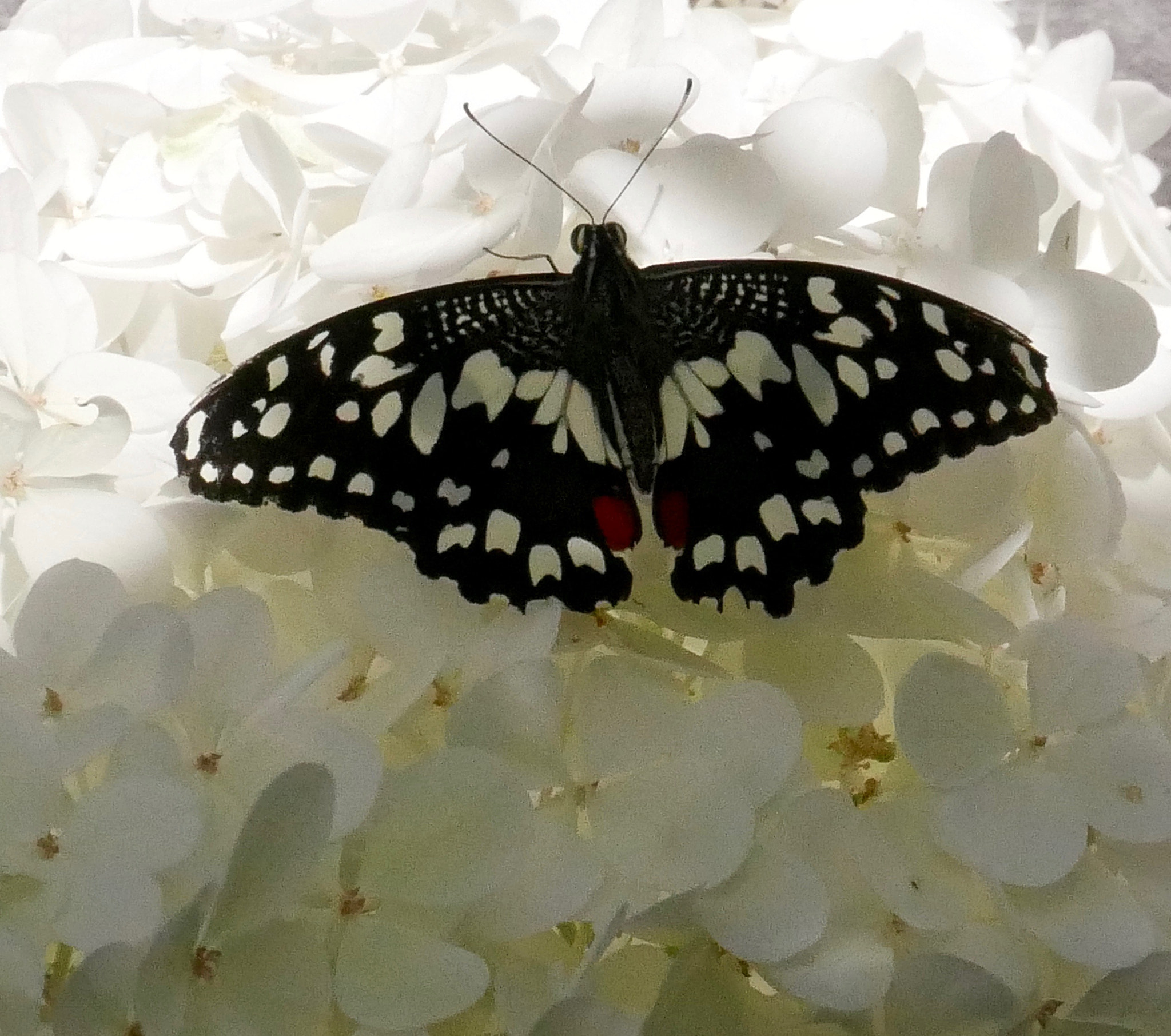 Panasonic DMC-G70 sample photo. Papillon du jour photography