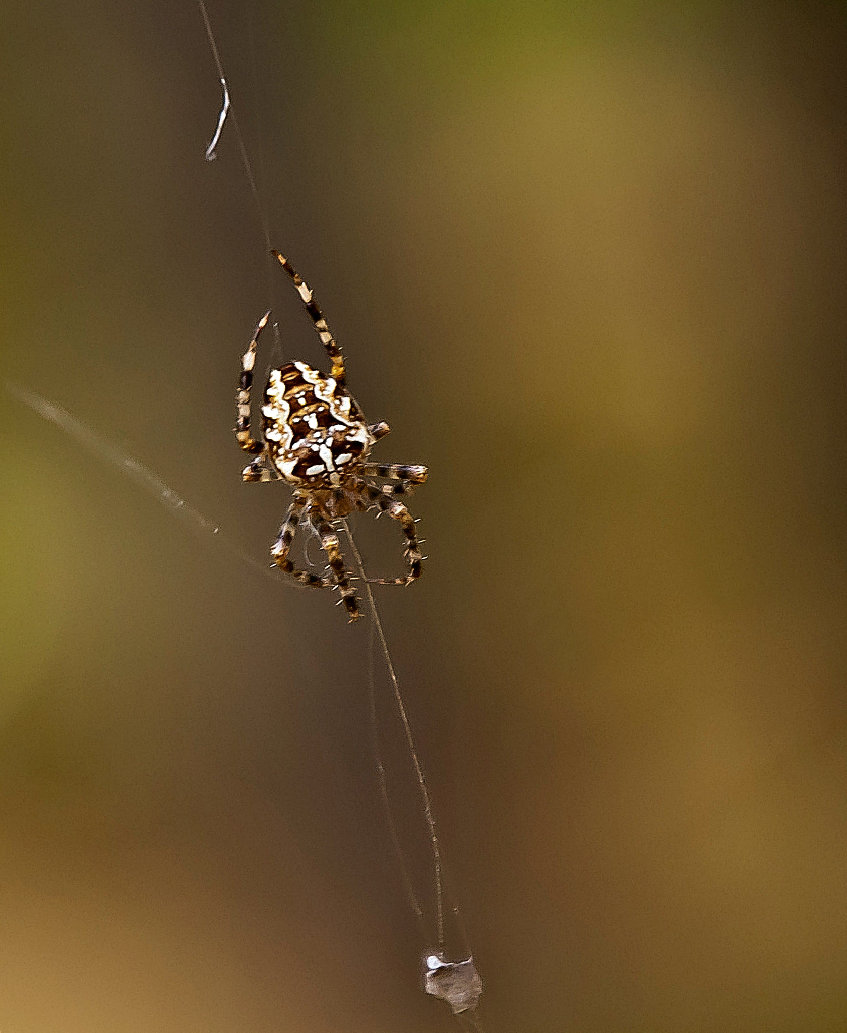 Sony Alpha DSLR-A300 + DT 18-270mm F3.5-6.3 SSM sample photo. Akrobata photography