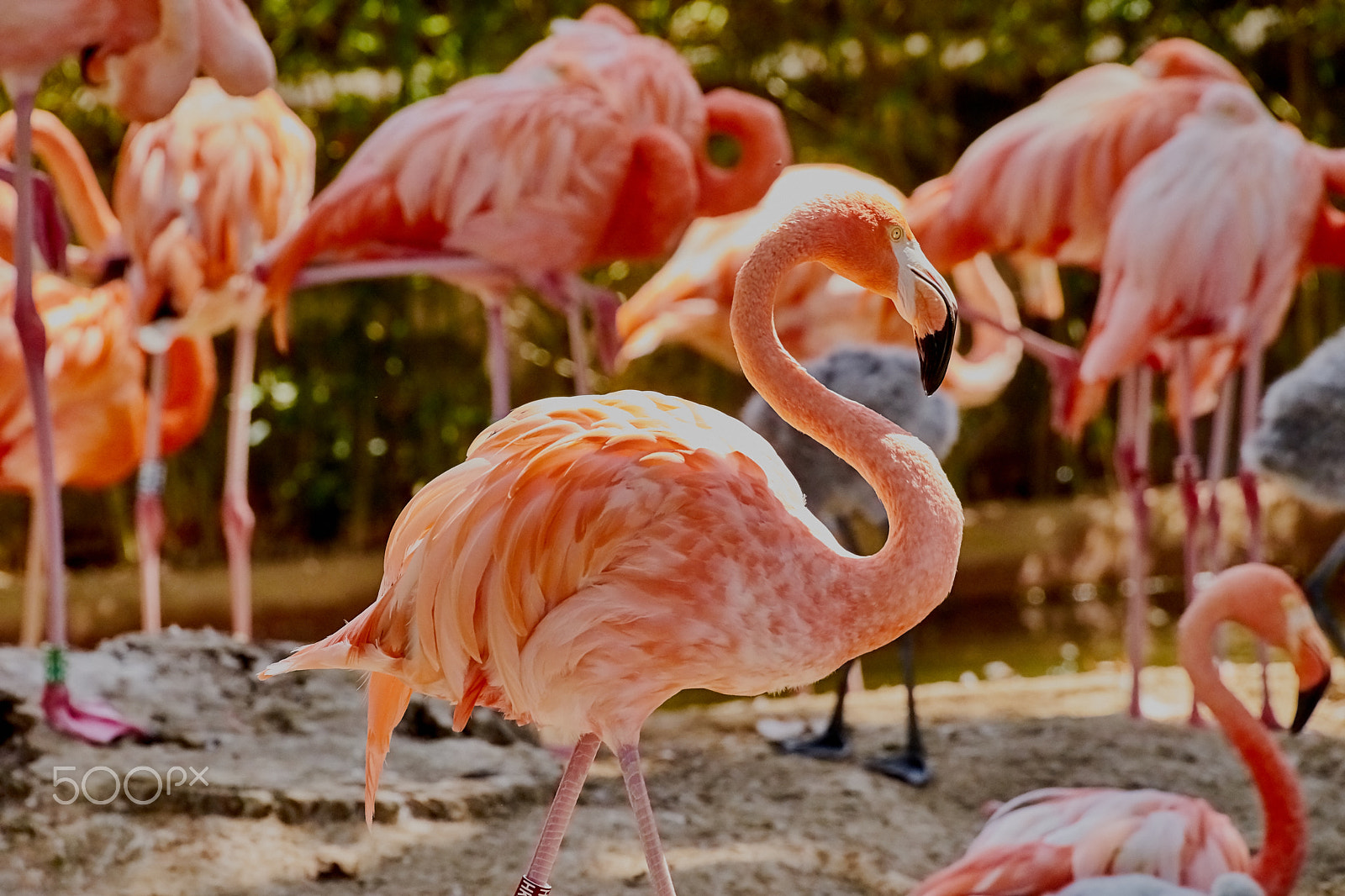 Minolta AF 300mm F2.8 HS-APO G sample photo. Flamingo photography