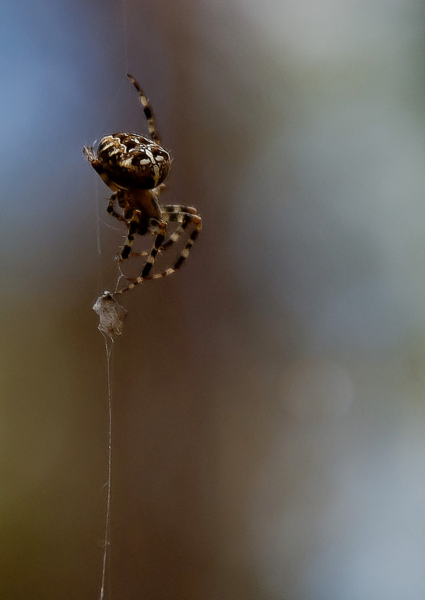 Sony Alpha DSLR-A300 + DT 18-270mm F3.5-6.3 SSM sample photo. Akrobata' photography