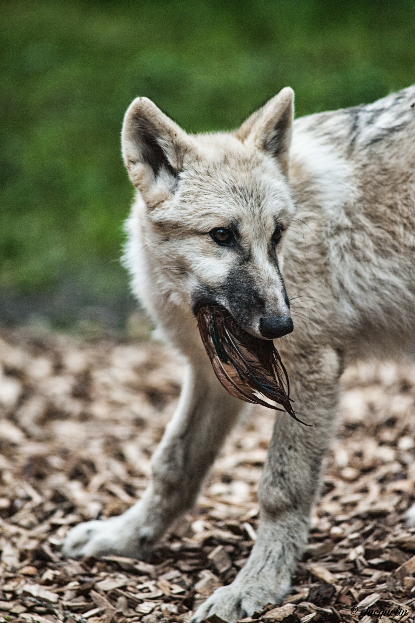 Nikon D3 + AF Nikkor 300mm f/4 IF-ED sample photo. Little white wolf photography