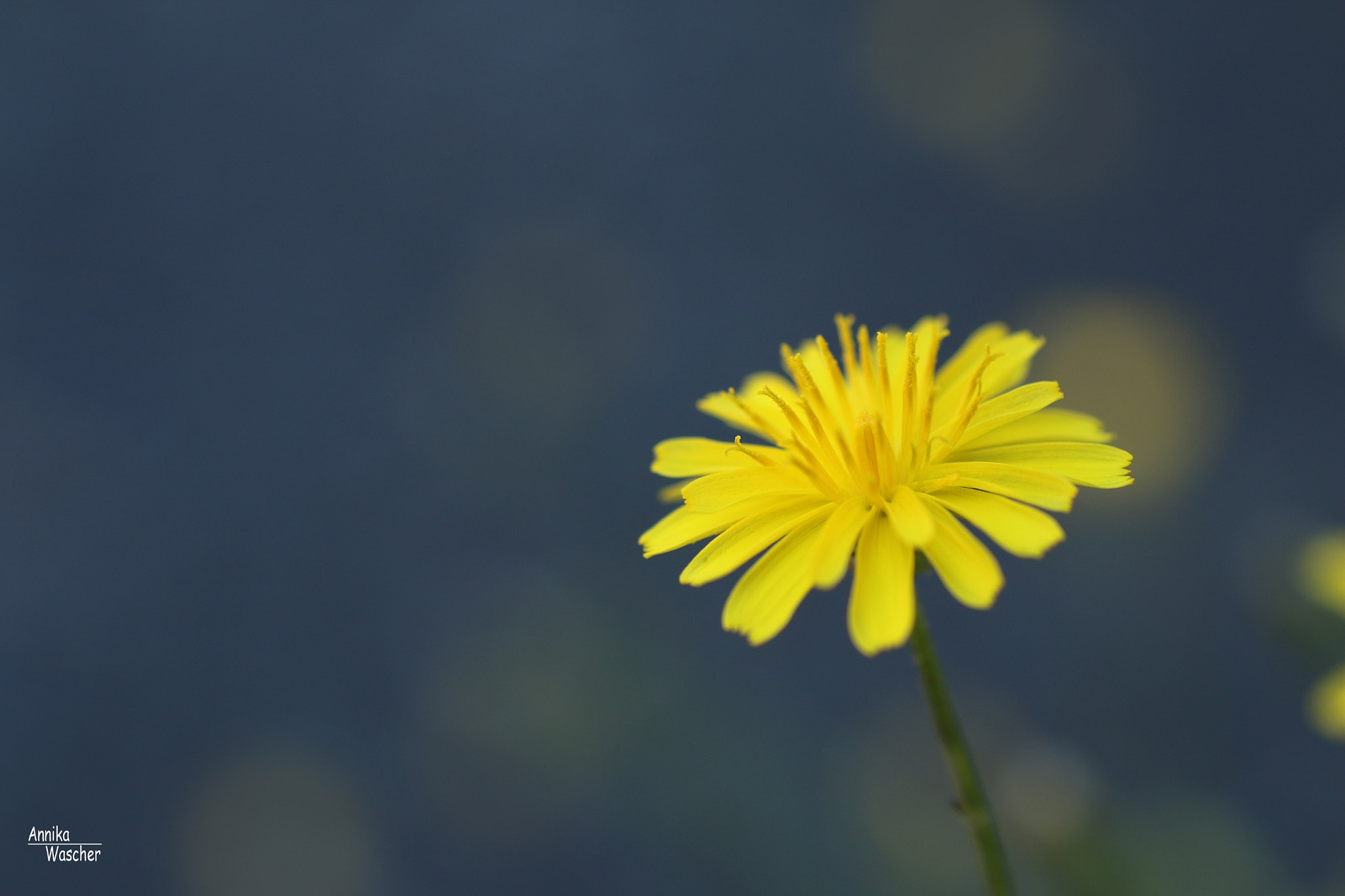 Canon EOS 70D + Sigma 18-50mm f/2.8 Macro sample photo. Little sun photography