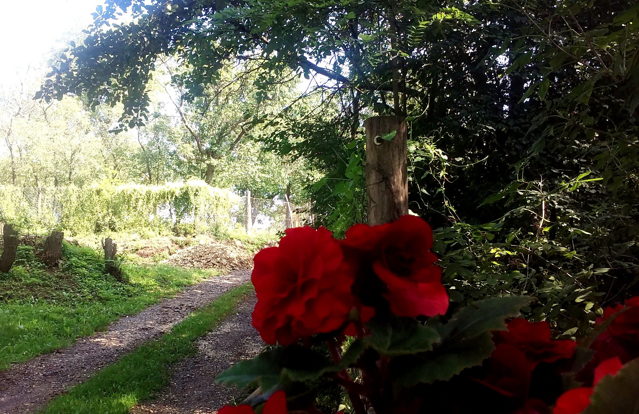 LG LEON 4G LTE sample photo. I took for a walk in my beautiful village. photography