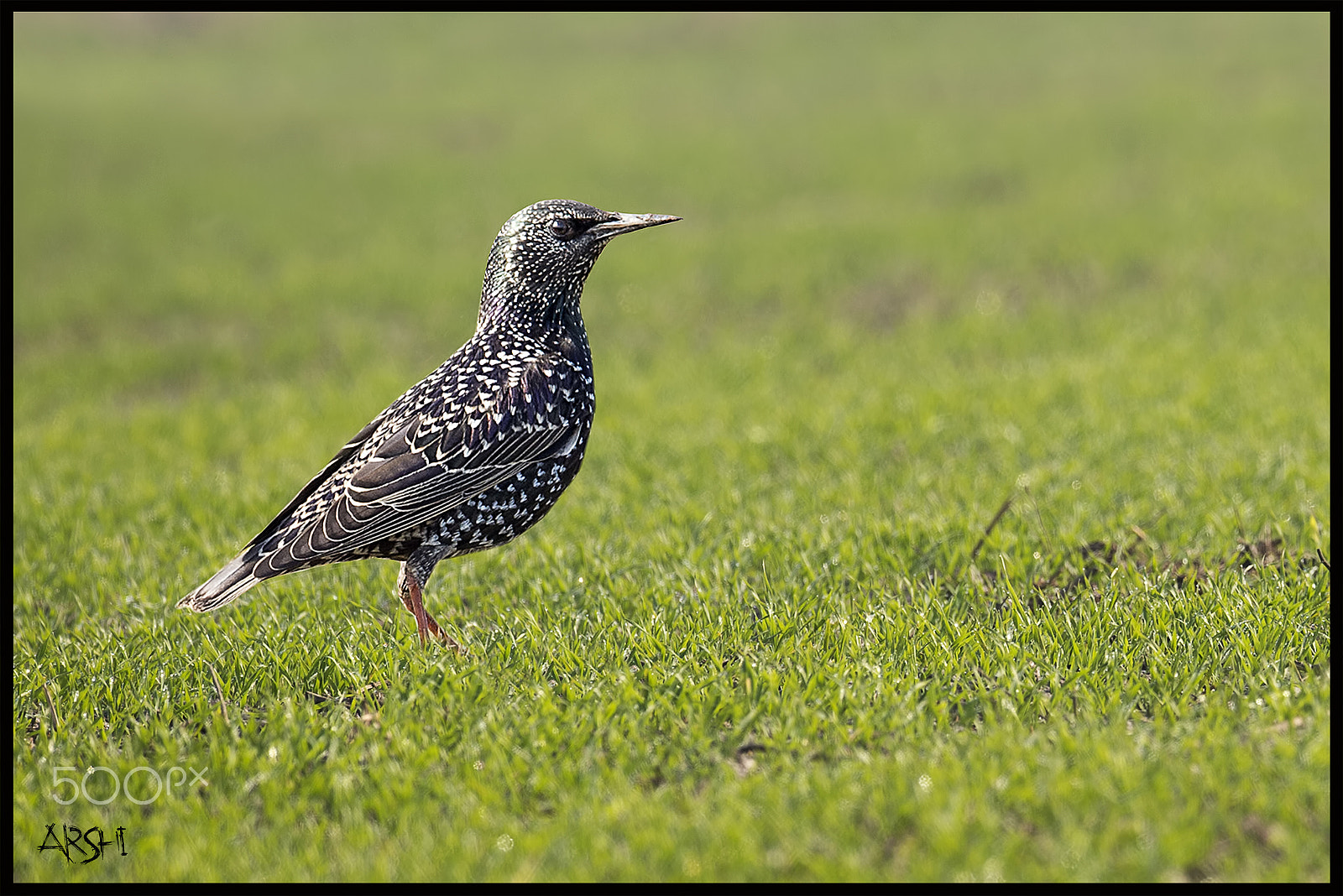 Nikon AF-S Nikkor 600mm F4E FL ED VR sample photo. Feel the freedom photography