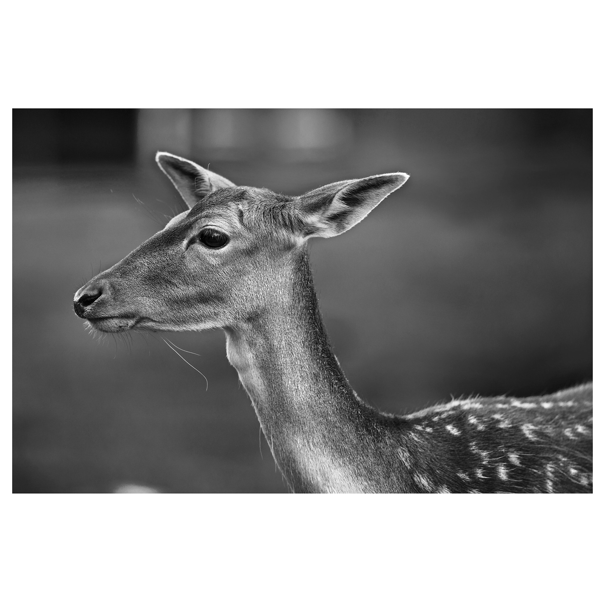 Canon EF 200mm F2.8L II USM sample photo. Kralingse bos edit photography