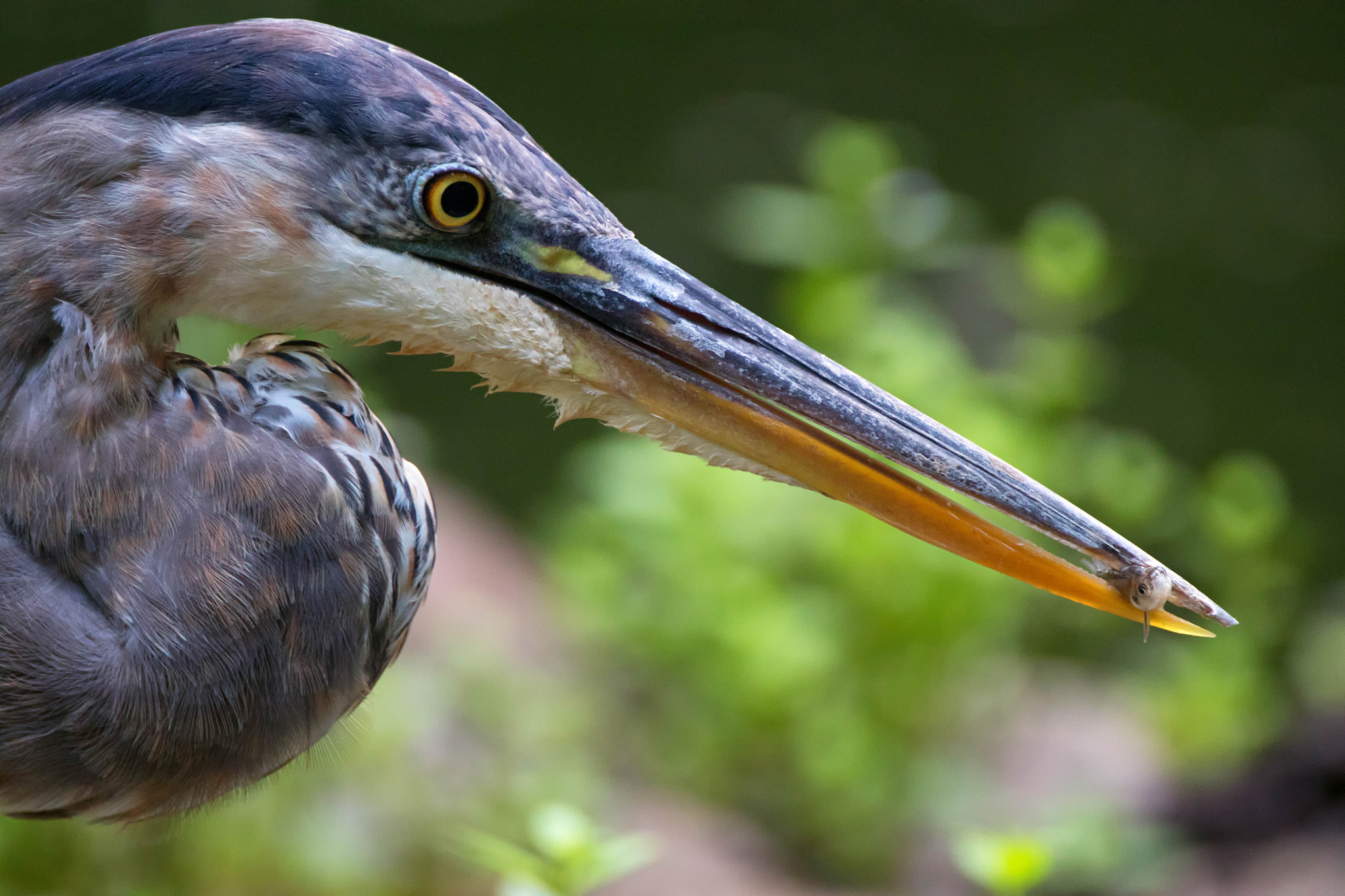 Canon EOS 80D + Canon EF 500mm F4L IS USM sample photo. Heron breakfast photography