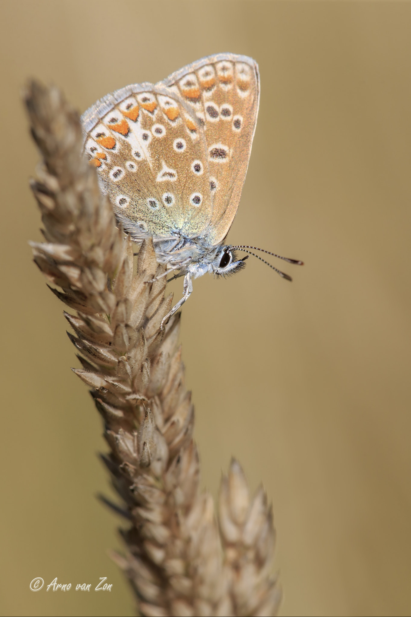 Canon EF 180mm F3.5L Macro USM sample photo. Simplicity... photography
