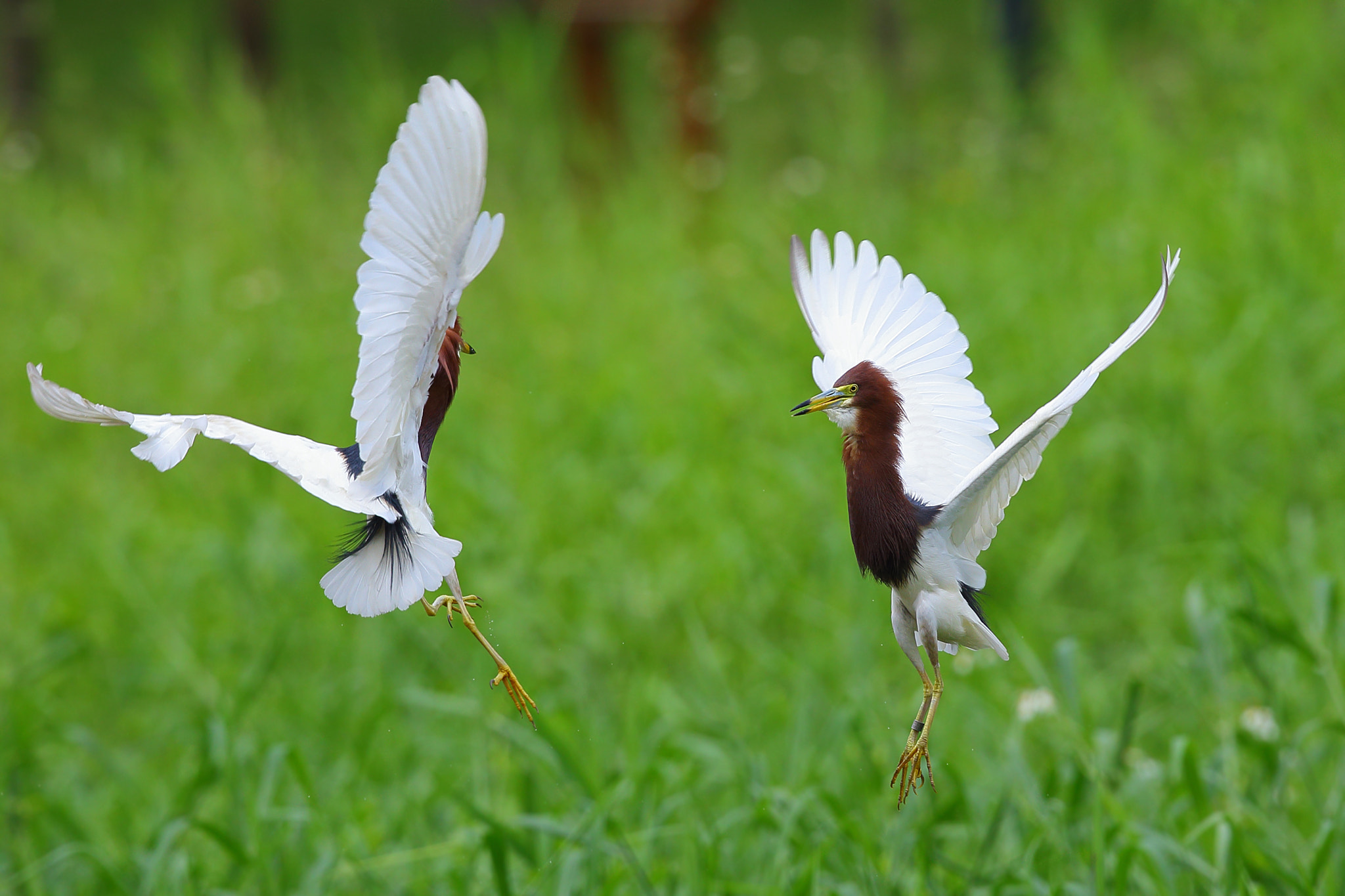 Canon EF 300mm F2.8L IS II USM sample photo. Happy time photography