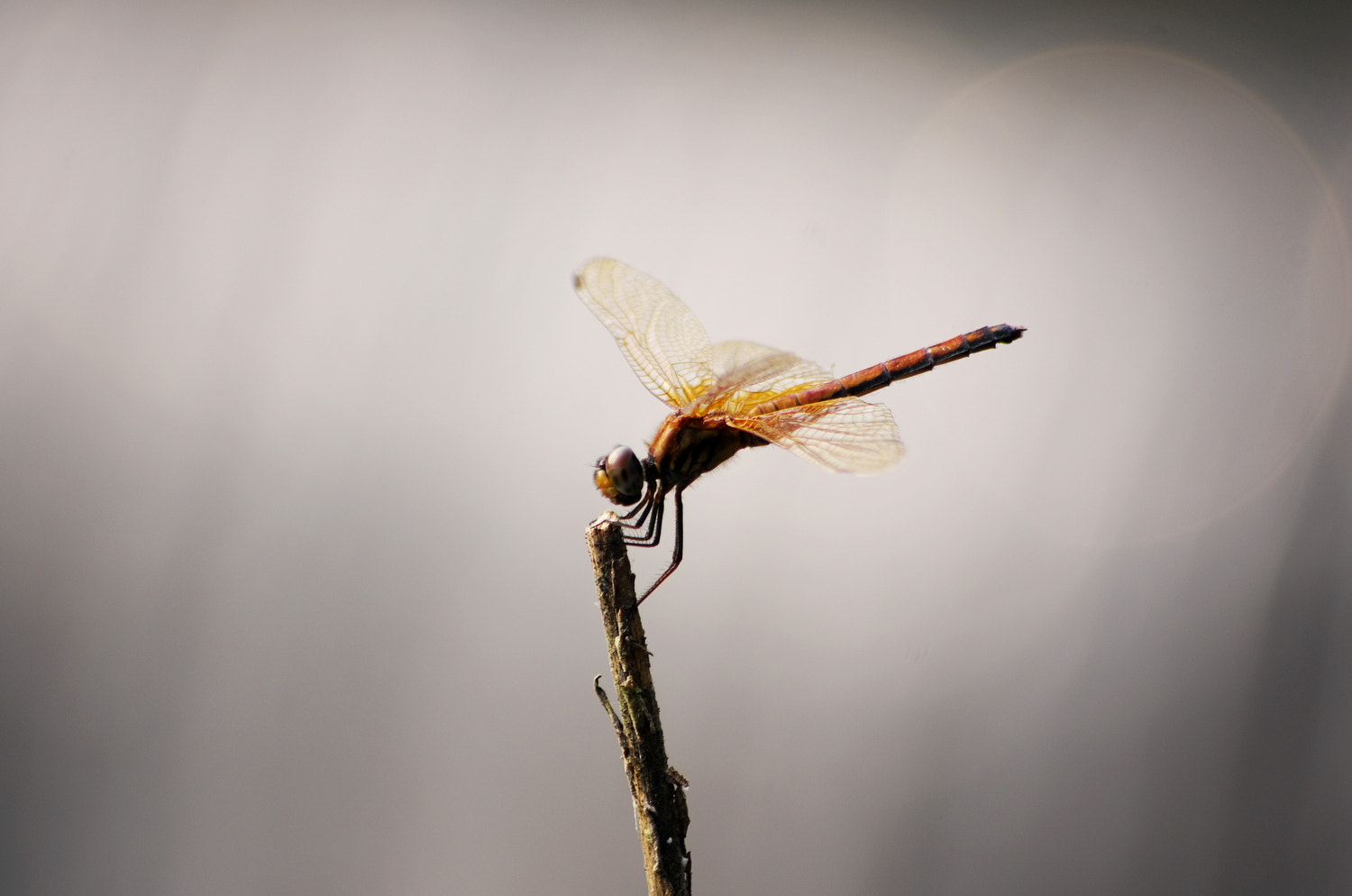 smc PENTAX-DA L 55-300mm F4-5.8 ED sample photo. A dragonfly photography
