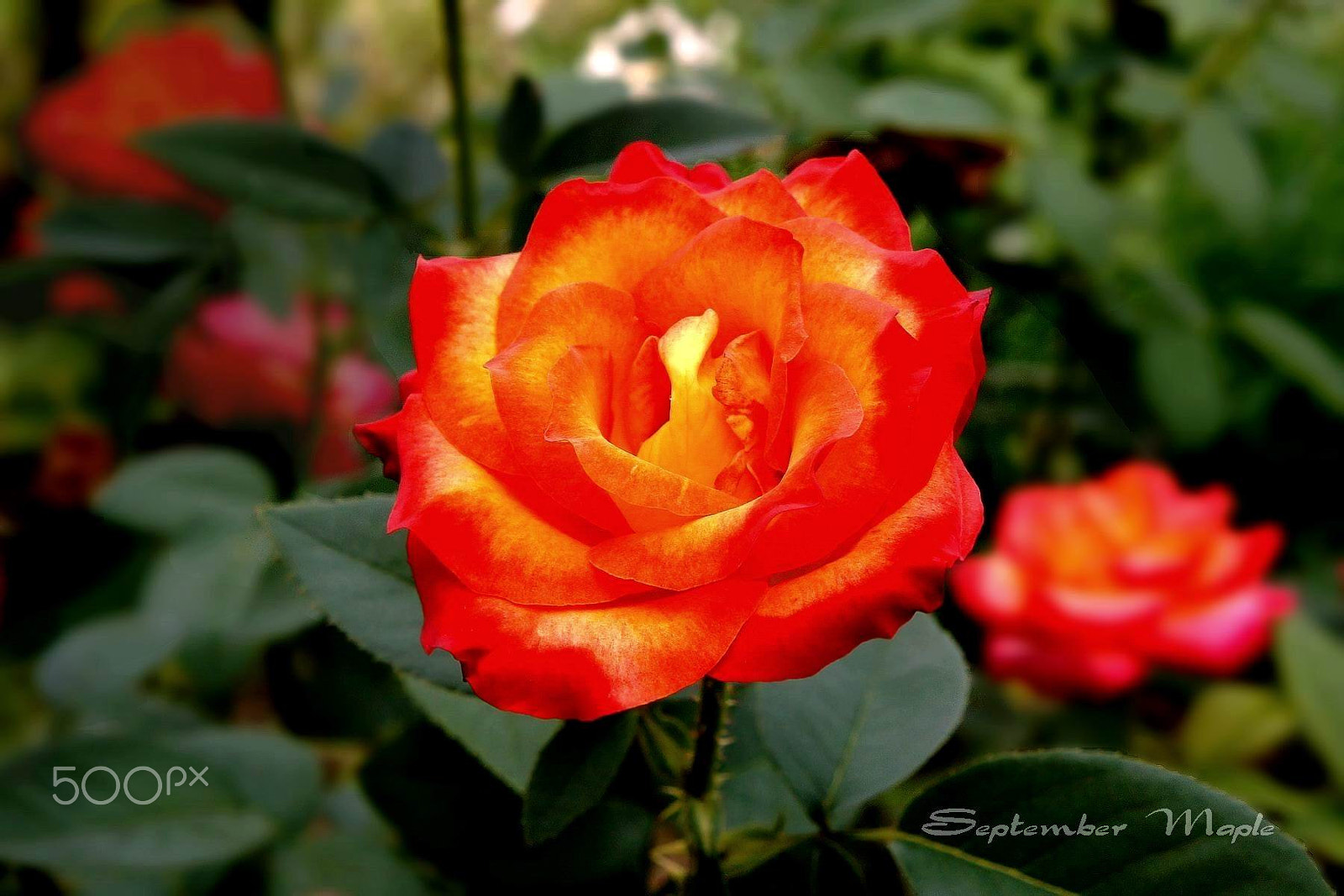 Sony NEX-5C sample photo. 今年的月季花 photography
