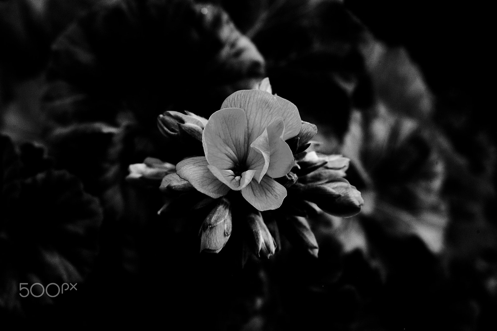 Nikon D100 sample photo. Flower b & w photography