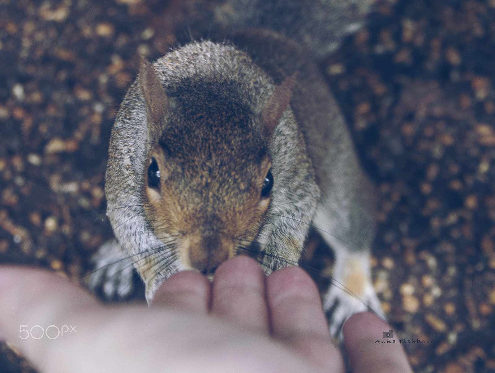 Nikon D300S sample photo. Squirrels in london are very curious.. photography