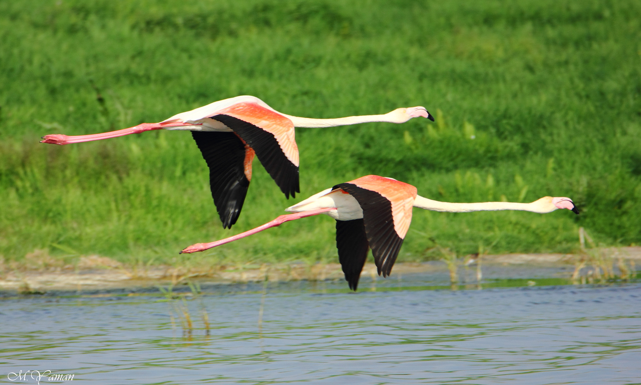 Tamron SP 150-600mm F5-6.3 Di VC USD sample photo. Flamingo photography