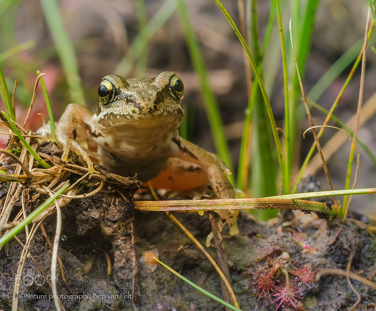 Nikon D7000 + Sigma 50mm F2.8 EX DG Macro sample photo. Young moor frog photography