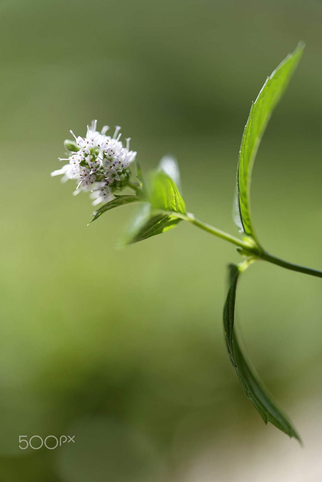 Nikon AF-S Micro-Nikkor 60mm F2.8G ED sample photo. Mint flower photography