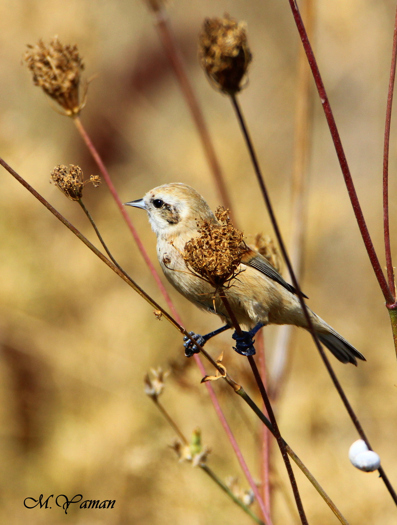 Tamron SP 150-600mm F5-6.3 Di VC USD sample photo. Çulhakuşu » remiz pendulinus » penduline tit photography