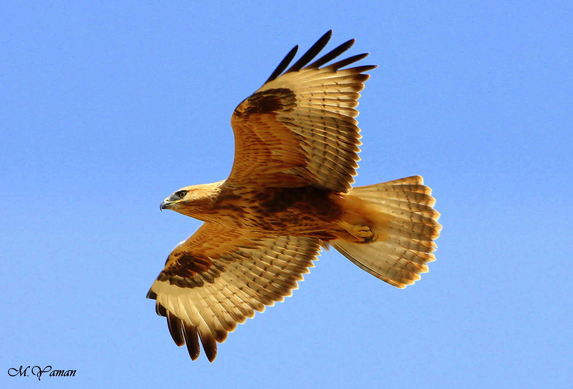Tamron SP 150-600mm F5-6.3 Di VC USD sample photo. Kızıl şahin » buteo rufinus » long-legged buzzard photography