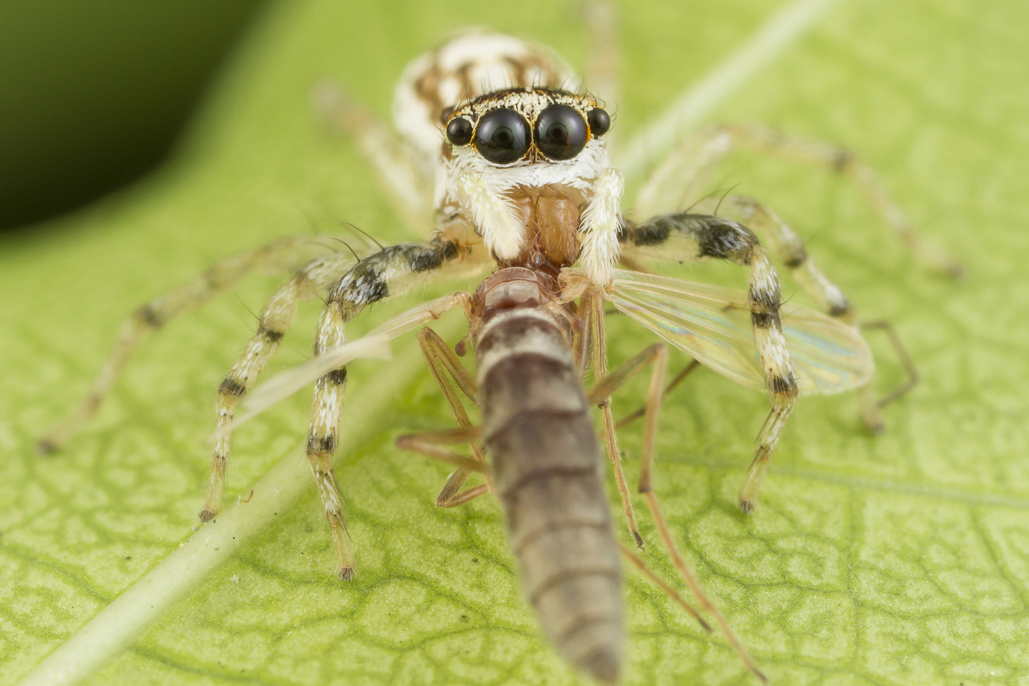 Canon MP-E 65mm F2.5 1-5x Macro Photo sample photo. Jumping spider and prey photography