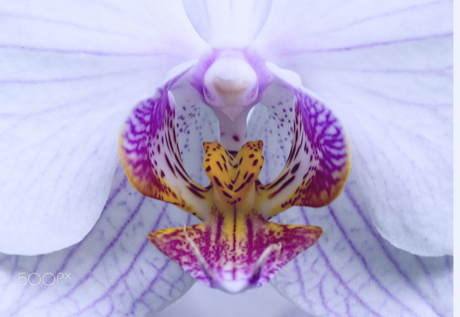 Canon EF 100mm F2.8L Macro IS USM sample photo. Folwers photography