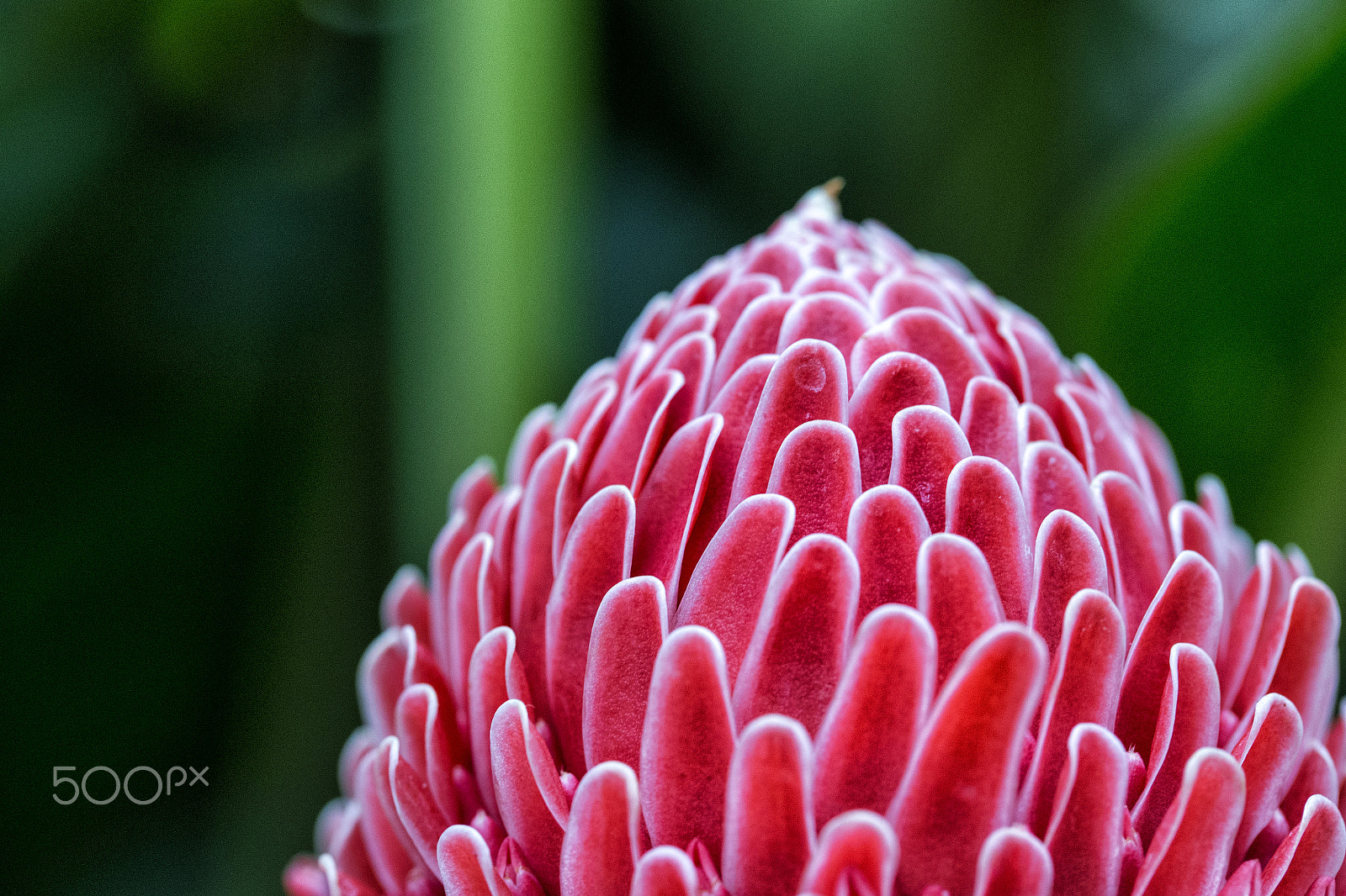 Canon EF 100mm F2.8L Macro IS USM sample photo. Folwers photography