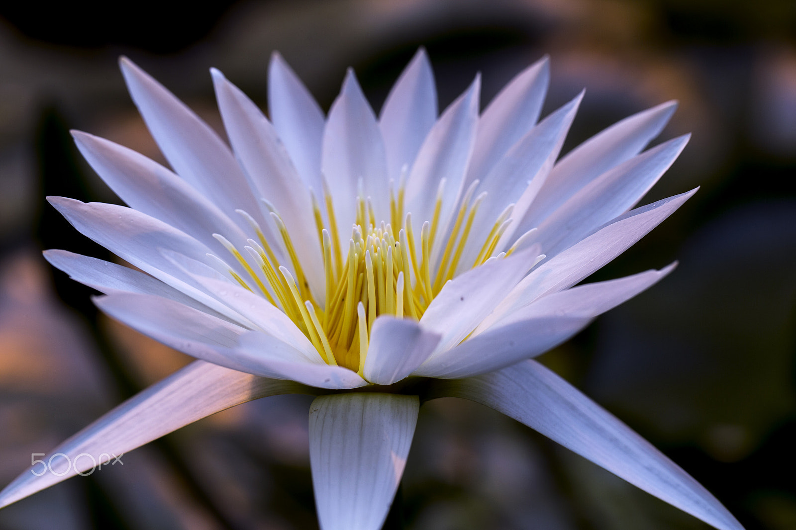 Canon EF 100mm F2.8L Macro IS USM sample photo. Folwers photography