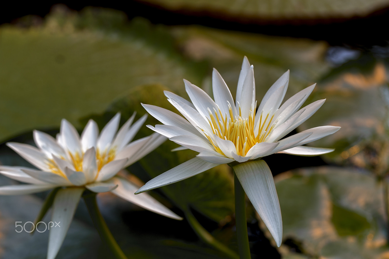 Canon EF 100mm F2.8L Macro IS USM sample photo. Folwers photography