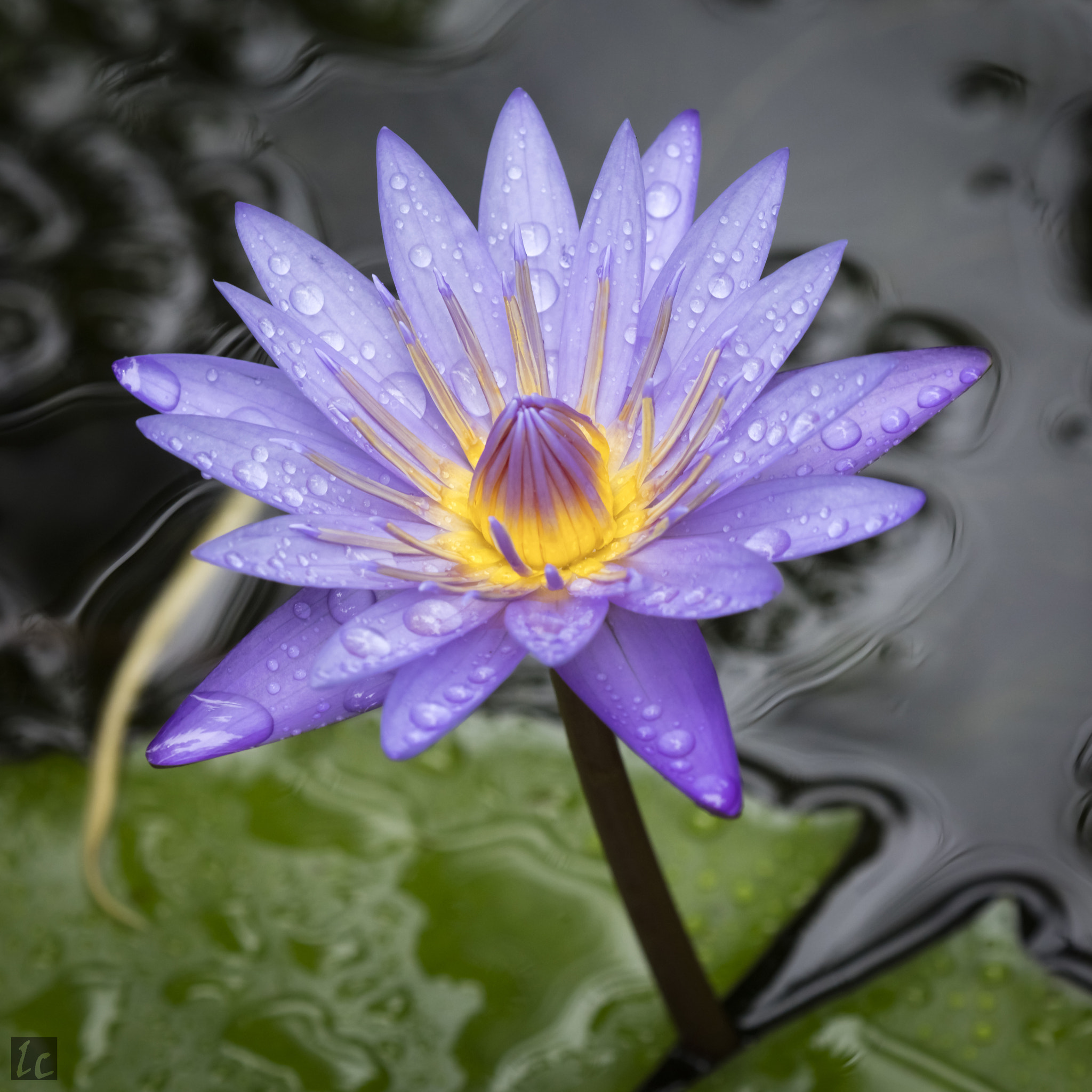 Canon EOS 5DS R sample photo. Purple water lily photography