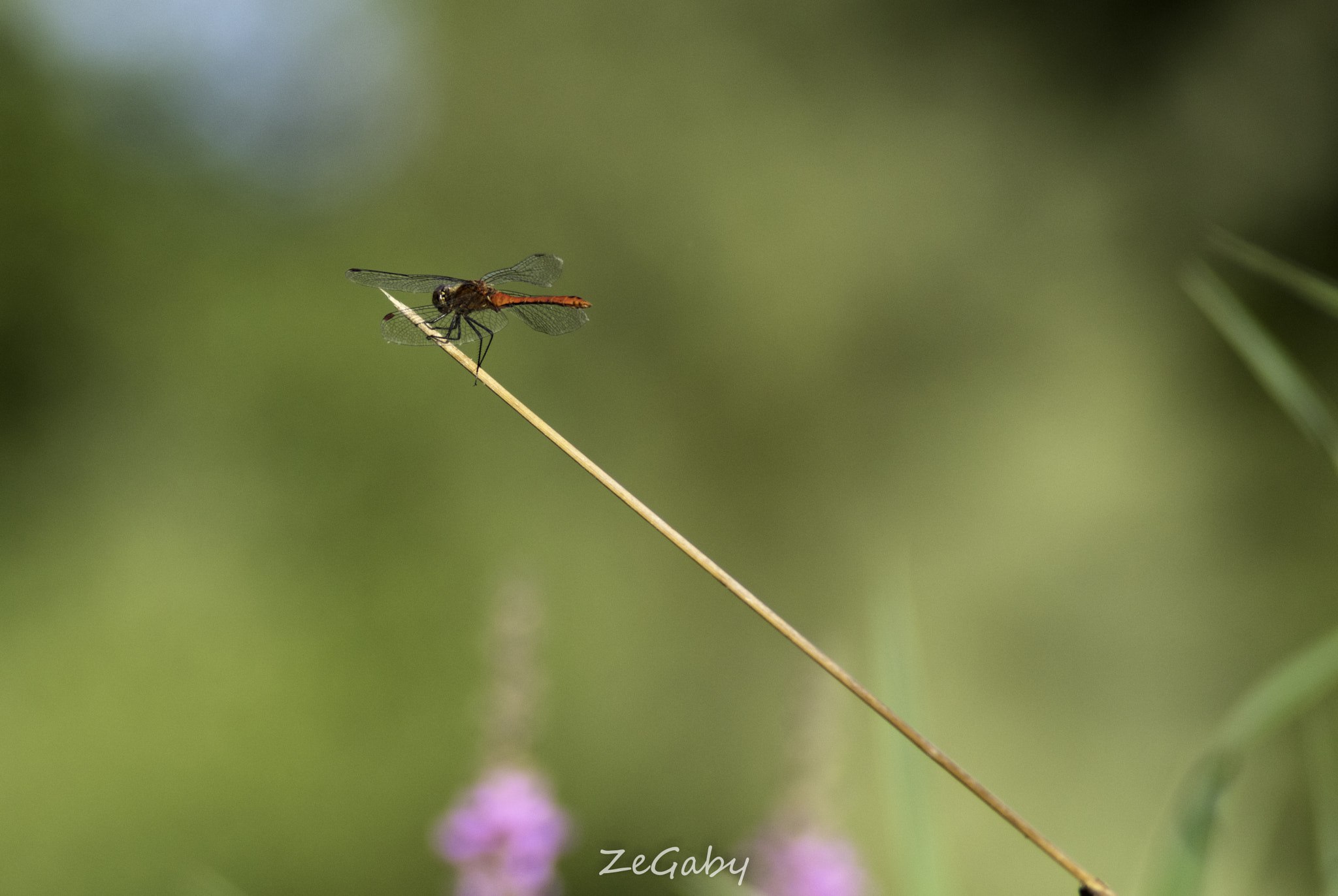Tamron AF 70-300mm F4-5.6 Di LD Macro sample photo. Four wings photography