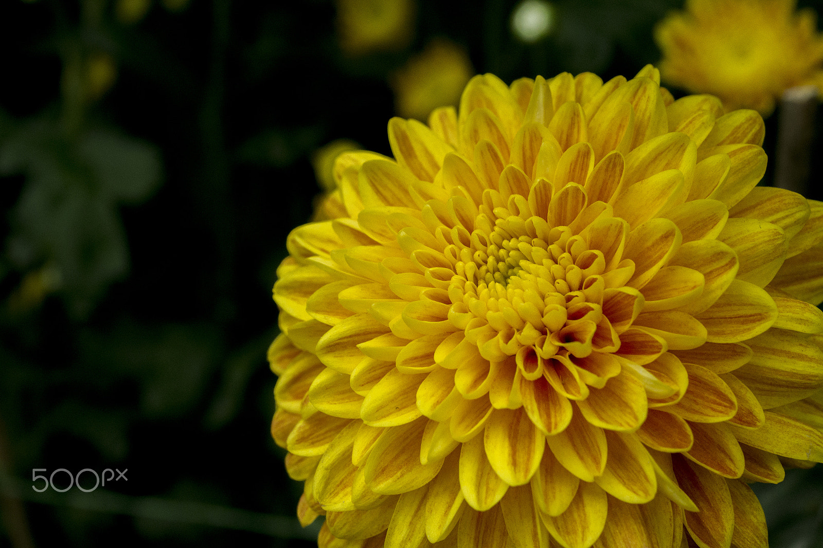 Canon EOS-1D X sample photo. Chrysanthemum photography