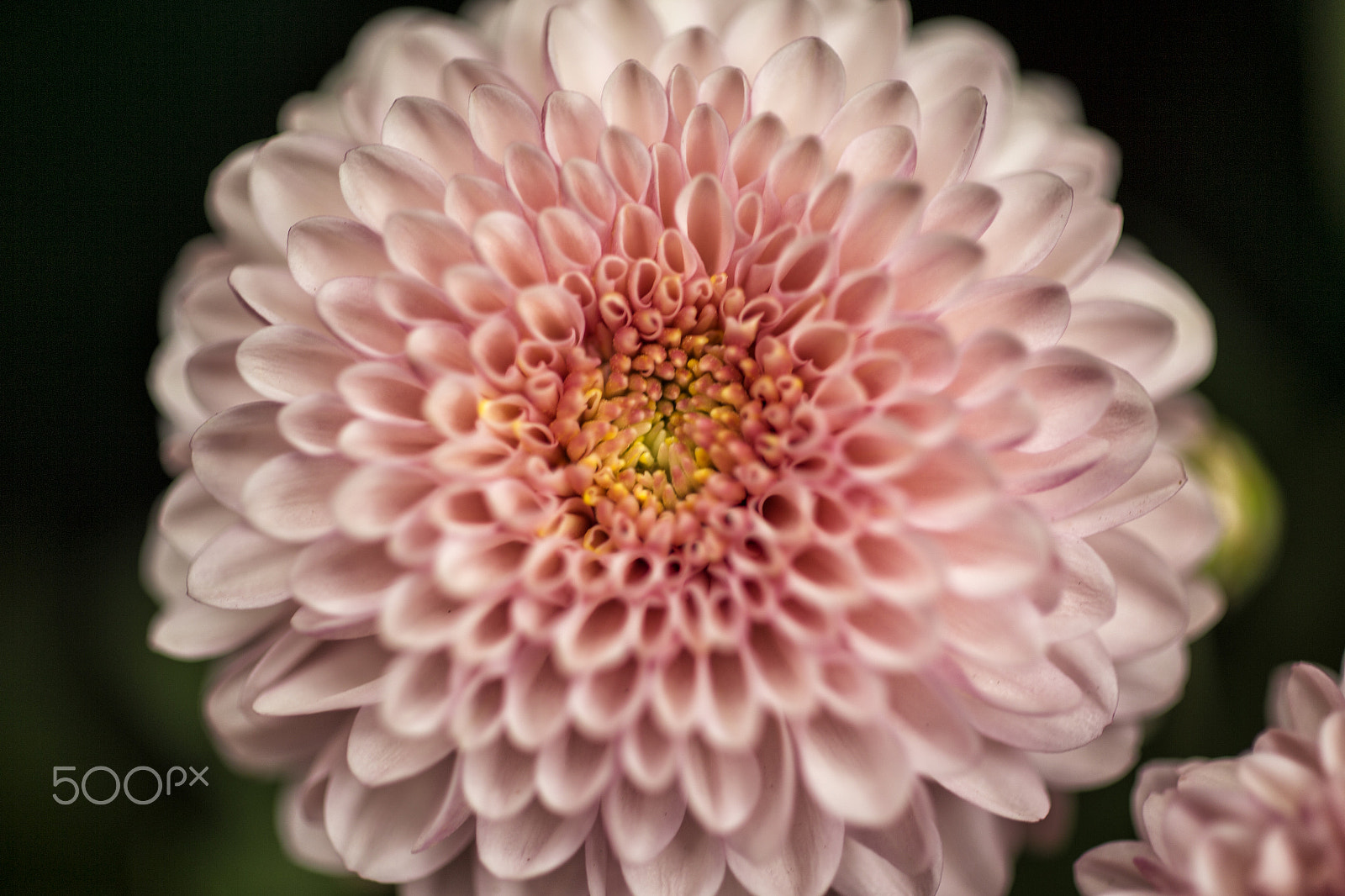 Canon EOS-1D X sample photo. Chrysanthemum photography