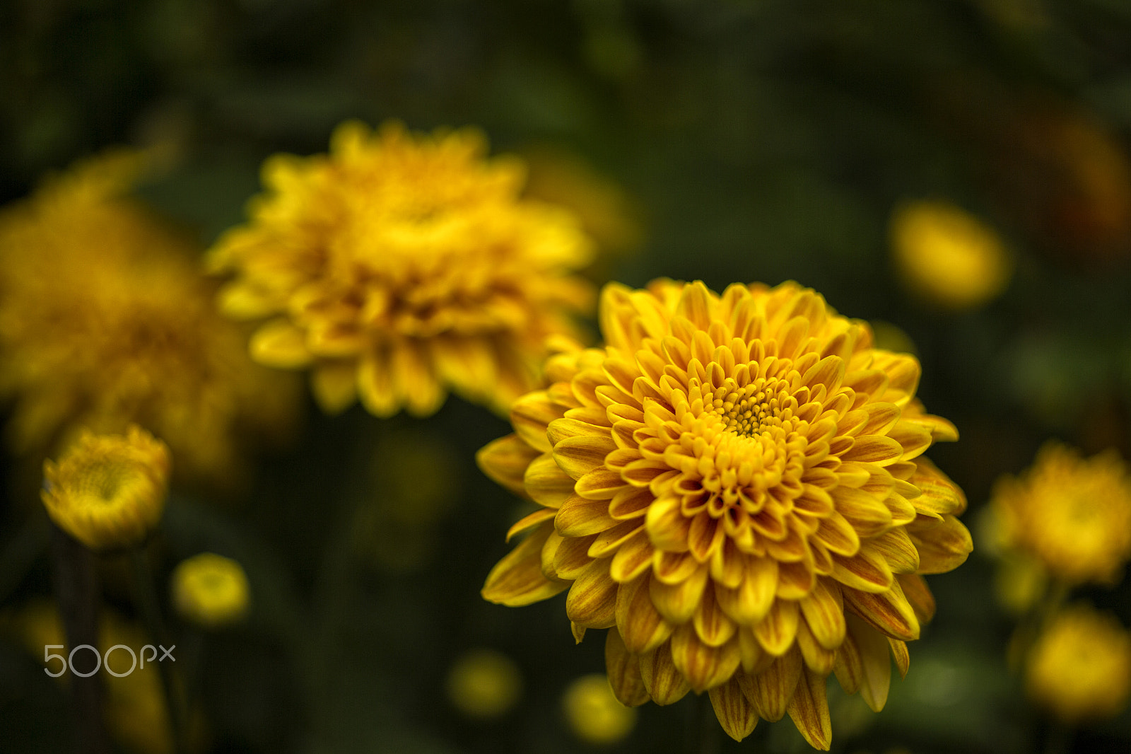 ZEISS Makro-Planar T* 50mm F2 sample photo. Chrysanthemum photography
