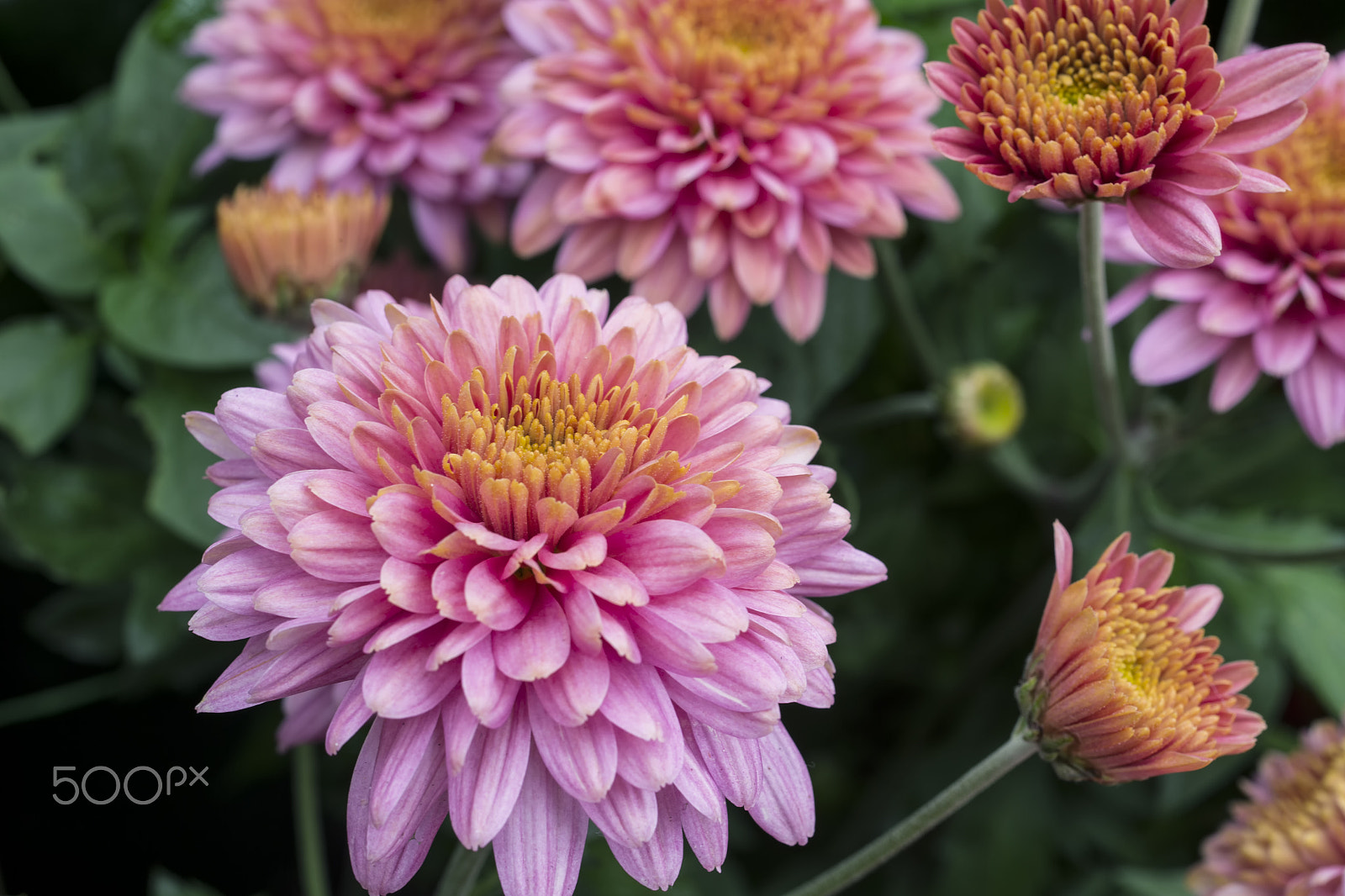 ZEISS Makro-Planar T* 50mm F2 sample photo. Chrysanthemum photography