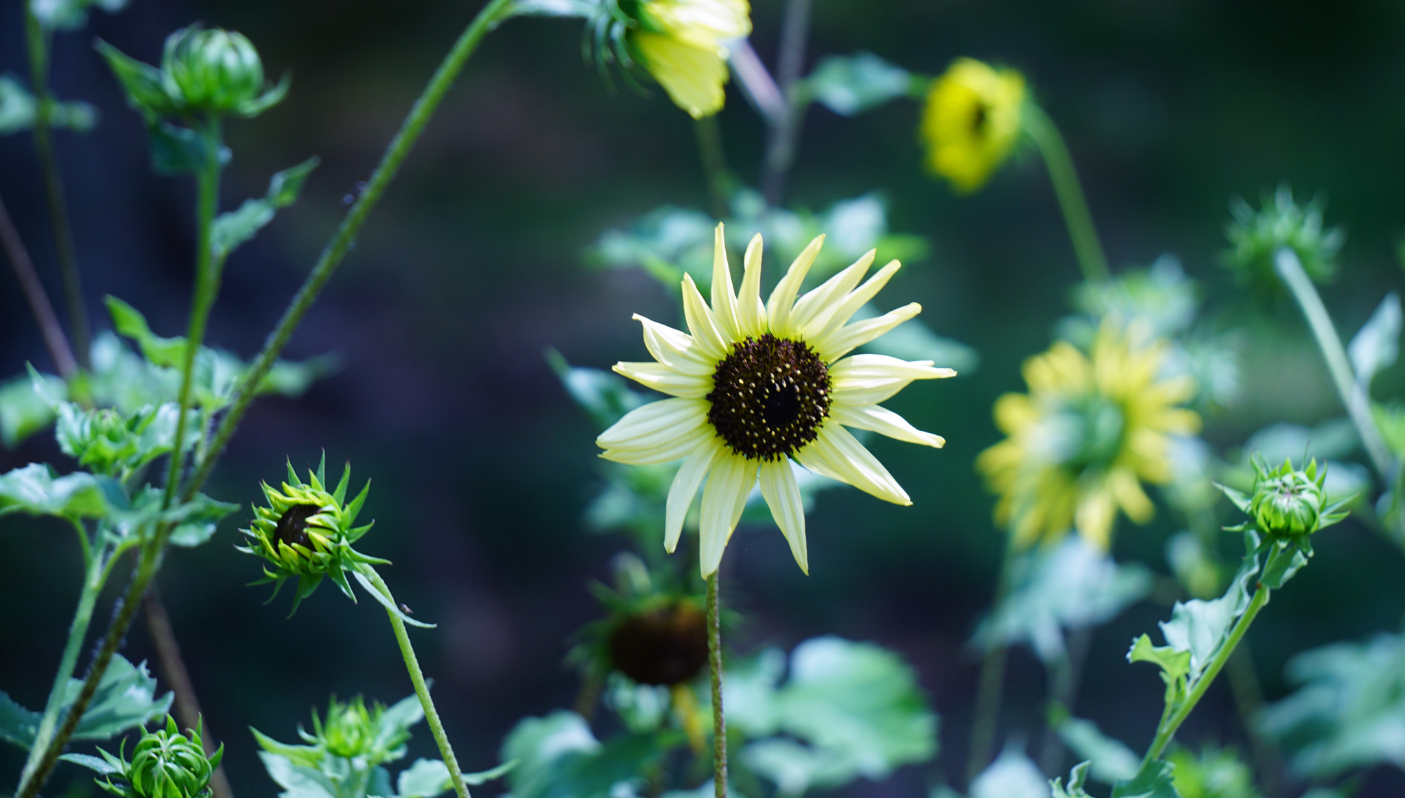 Sony FE 24-240mm F3.5-6.3 OSS sample photo. 1.jpg photography