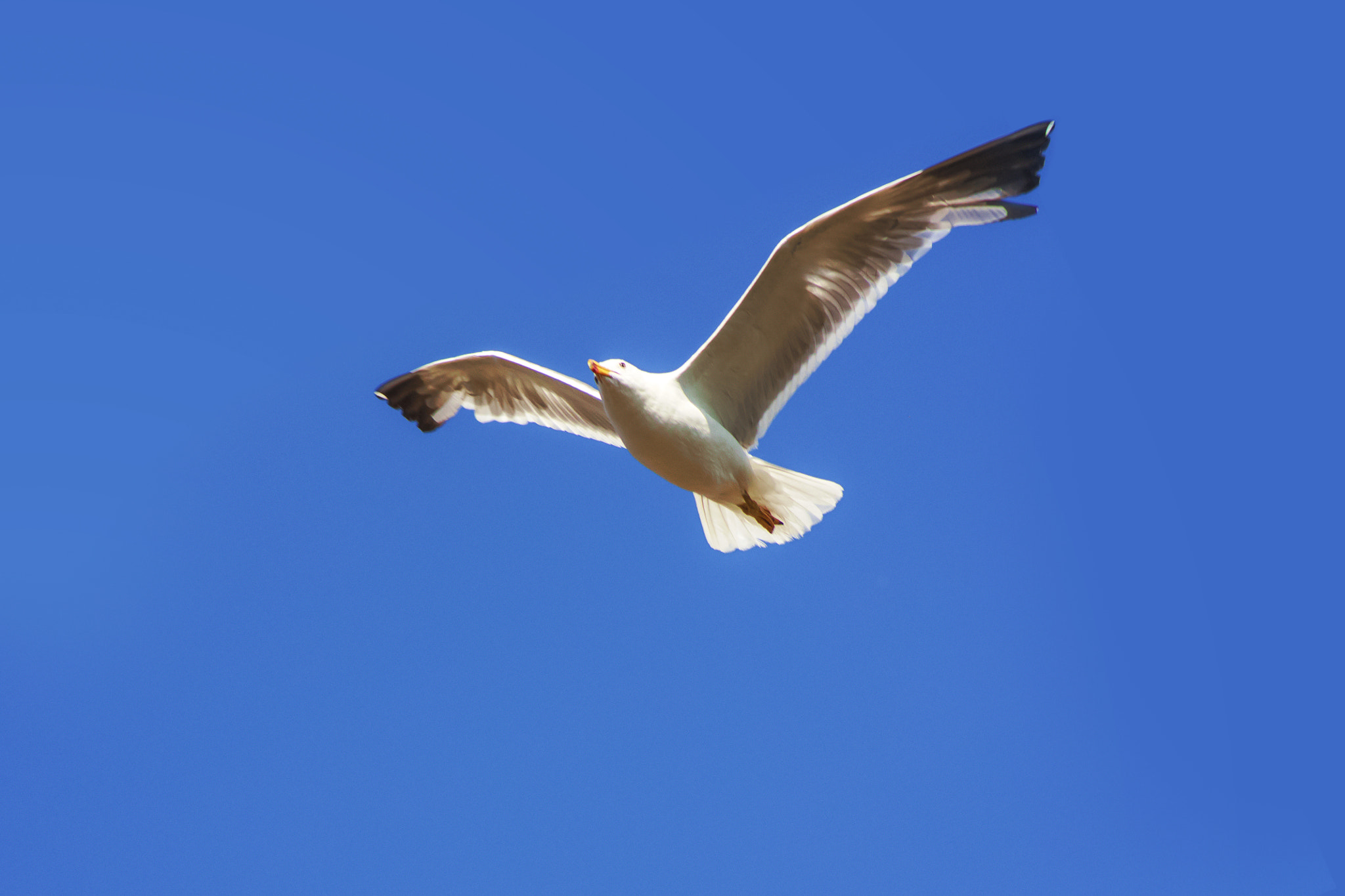 Canon EOS 450D (EOS Rebel XSi / EOS Kiss X2) sample photo. Armenian gull (larus armenicus) photography