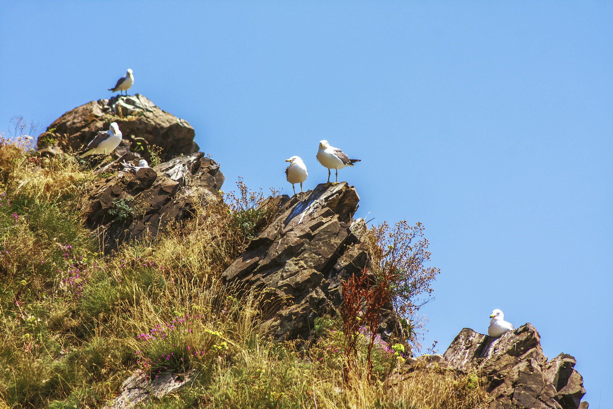 Canon EOS 450D (EOS Rebel XSi / EOS Kiss X2) sample photo. Armenian gulls photography
