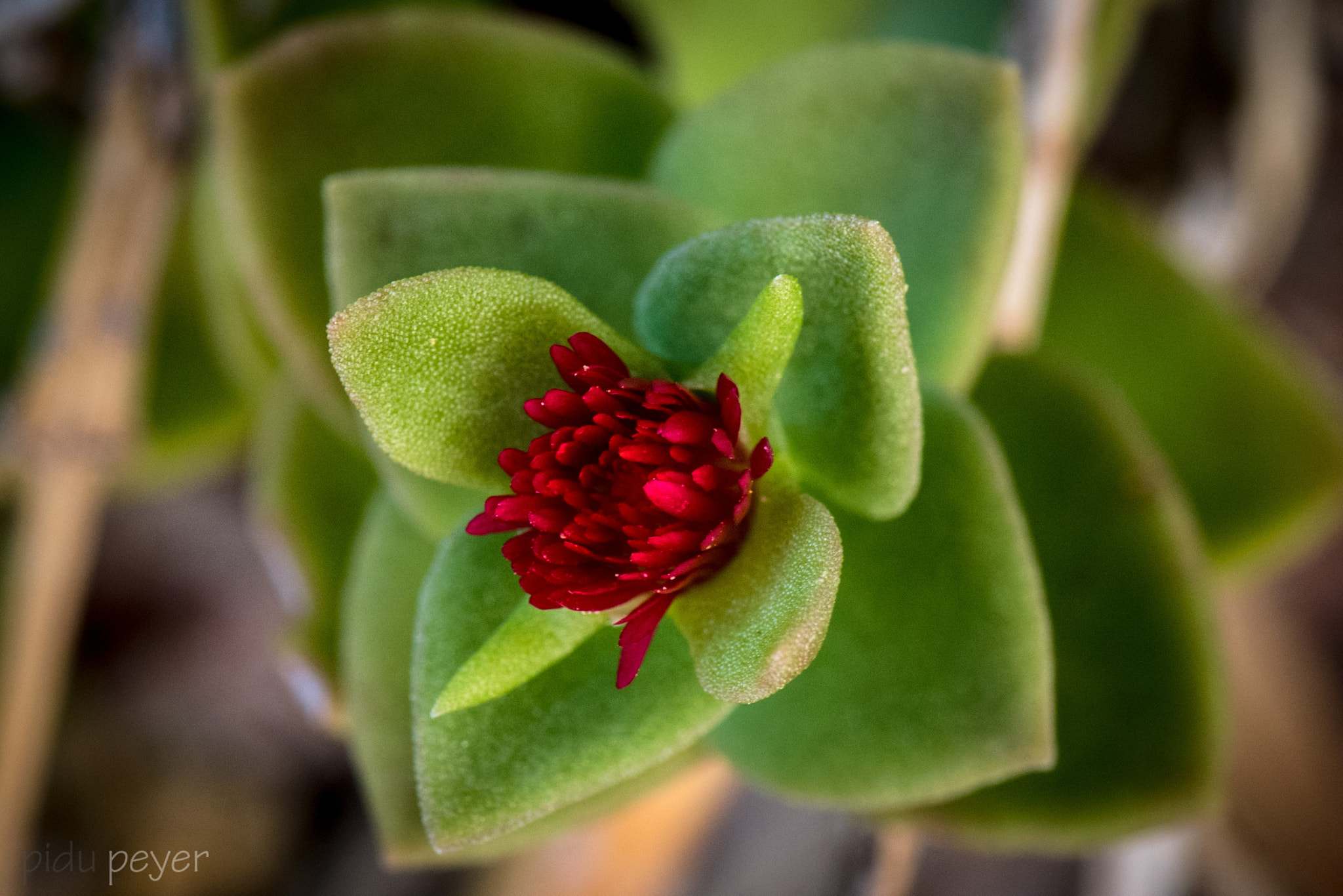 Nikon D5 sample photo. A little flower owes the water photography