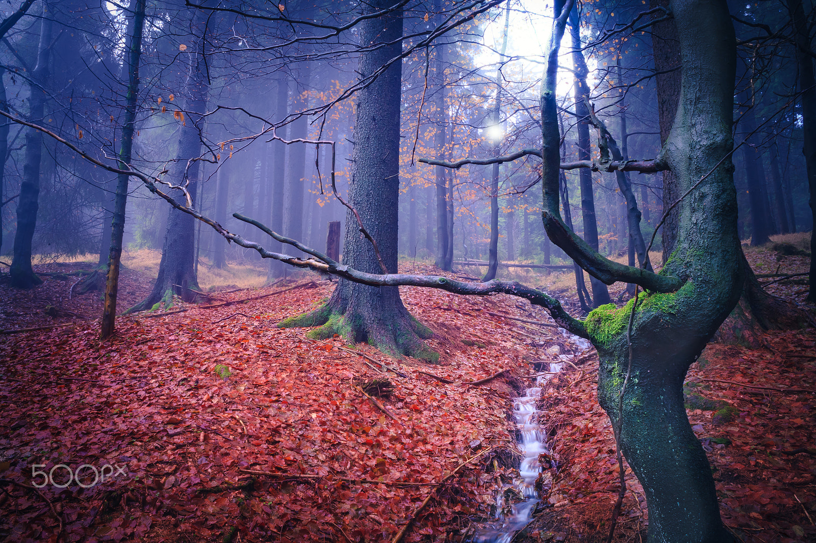 Canon EOS 5D + Canon EF 28mm F2.8 sample photo. The evergreen forest photography