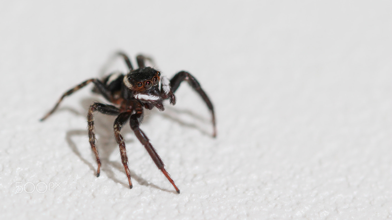 Sigma 105mm F2.8 EX DG OS HSM sample photo. Heads up! photography