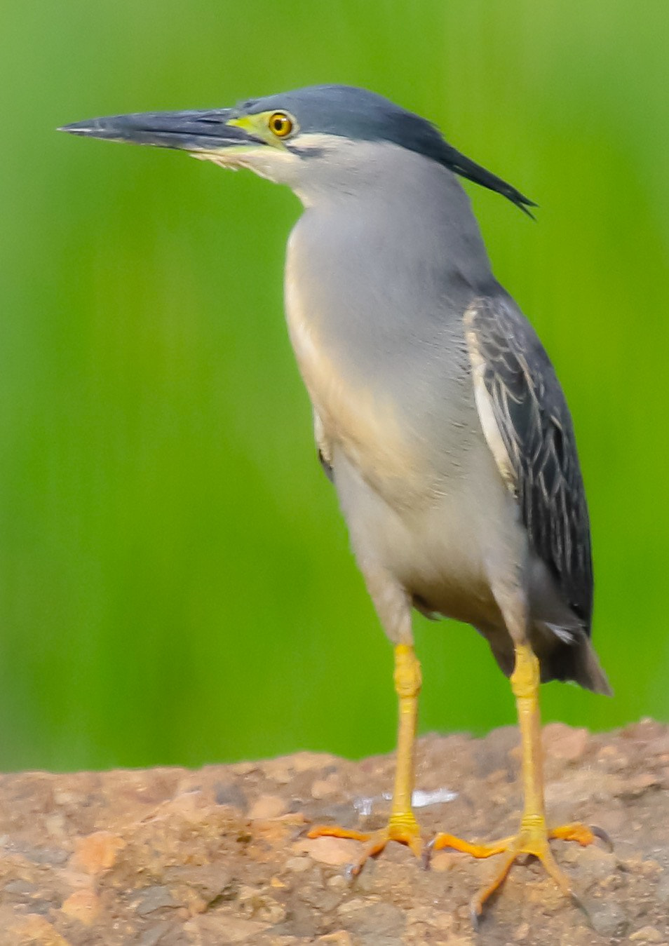 Canon EF 100-400mm F4.5-5.6L IS USM sample photo