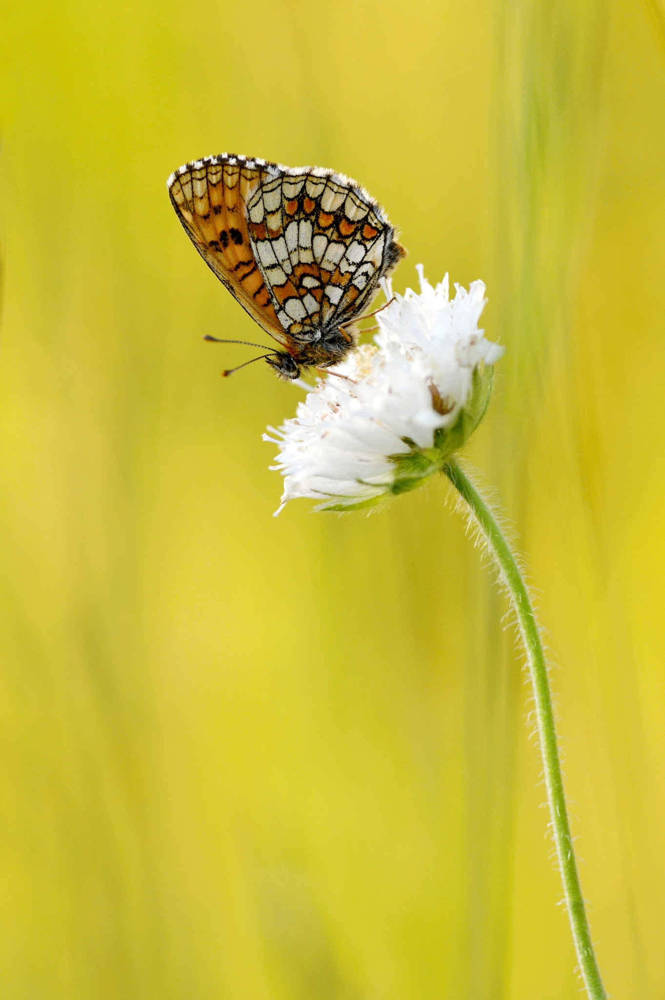 Nikon D7100 + Sigma 105mm F2.8 EX DG Macro sample photo. I'm your man photography