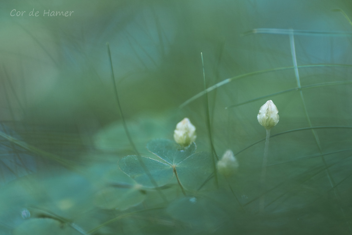 Sony SLT-A77 + Tamron SP AF 90mm F2.8 Di Macro sample photo. Clover landscape photography