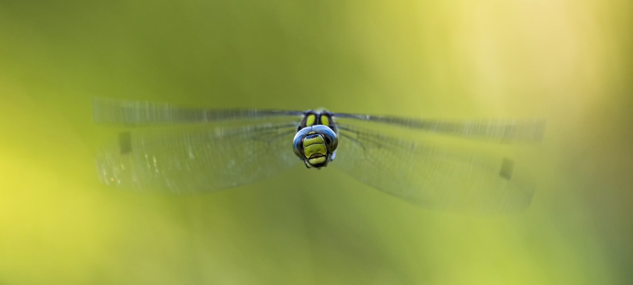 Sigma 150mm f/2.8 EX DG OS HSM APO Macro sample photo. Flight of the southern hawker # 4 frontal photography