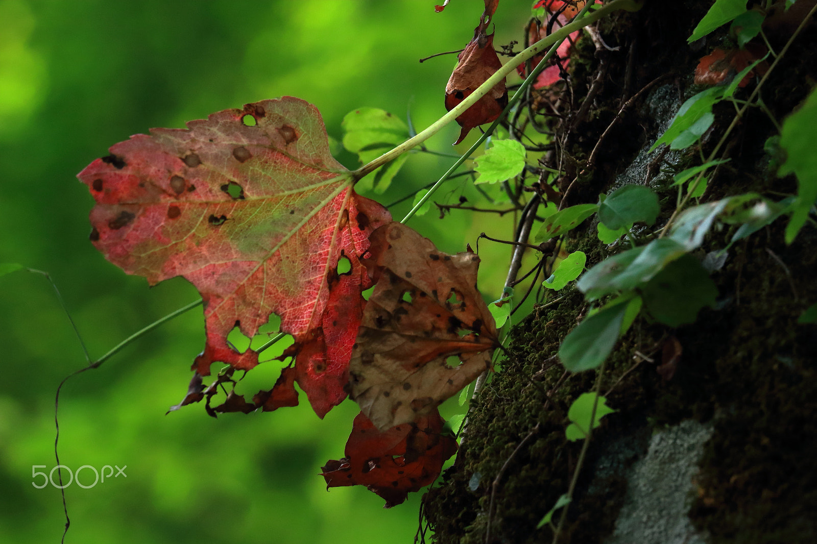 Canon EOS 100D (EOS Rebel SL1 / EOS Kiss X7) sample photo. Last beauty photography
